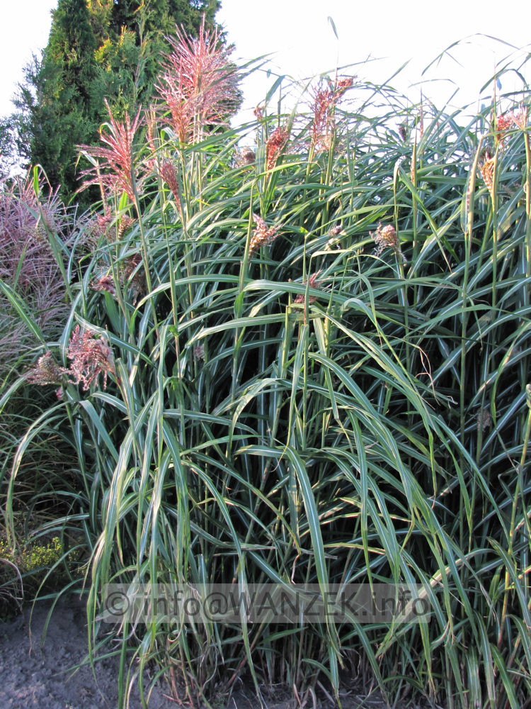 Miscanthus sinensis Condensatus 02.JPG